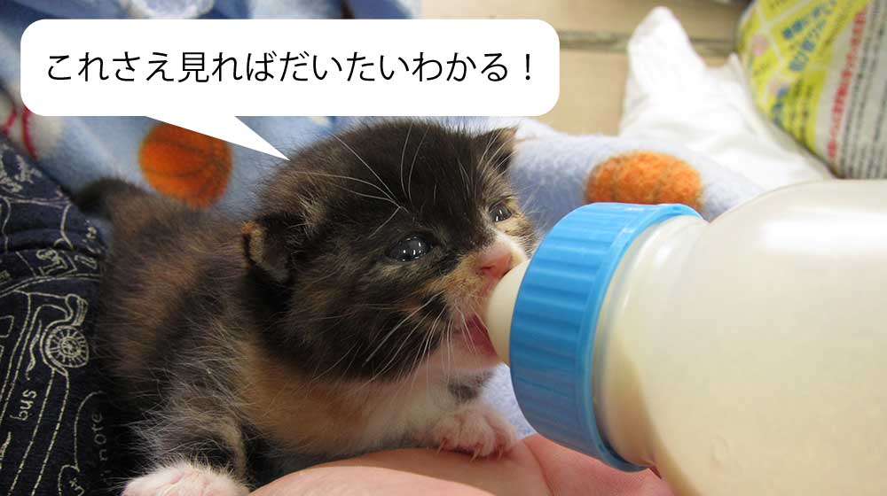 これさえ見ればだいたいわかる!ミルク飲みの子猫の育て方