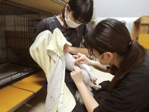 怖がり犬にタオルを被せて薬を塗る